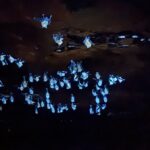 光るカグラコウモリ