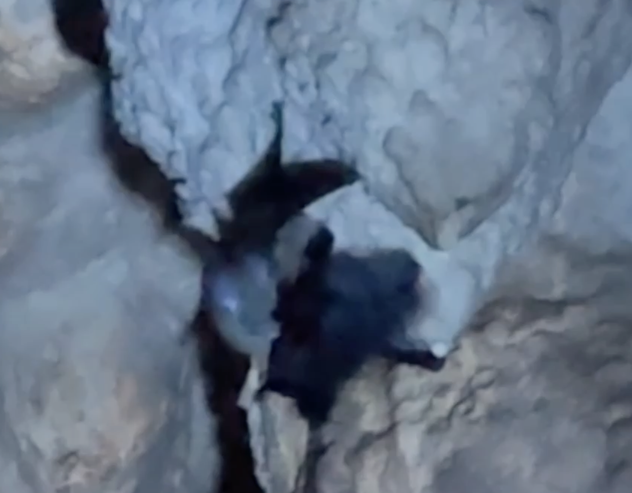 光るコウモリと光らないコウモリ