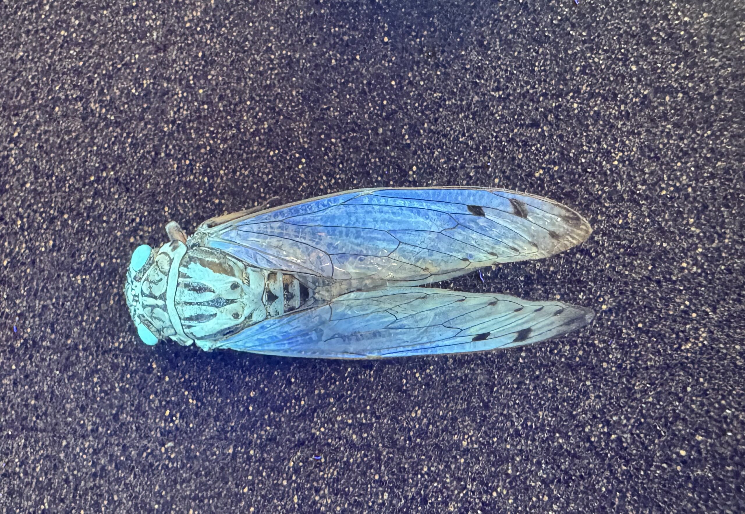 光るイワサキゼミ