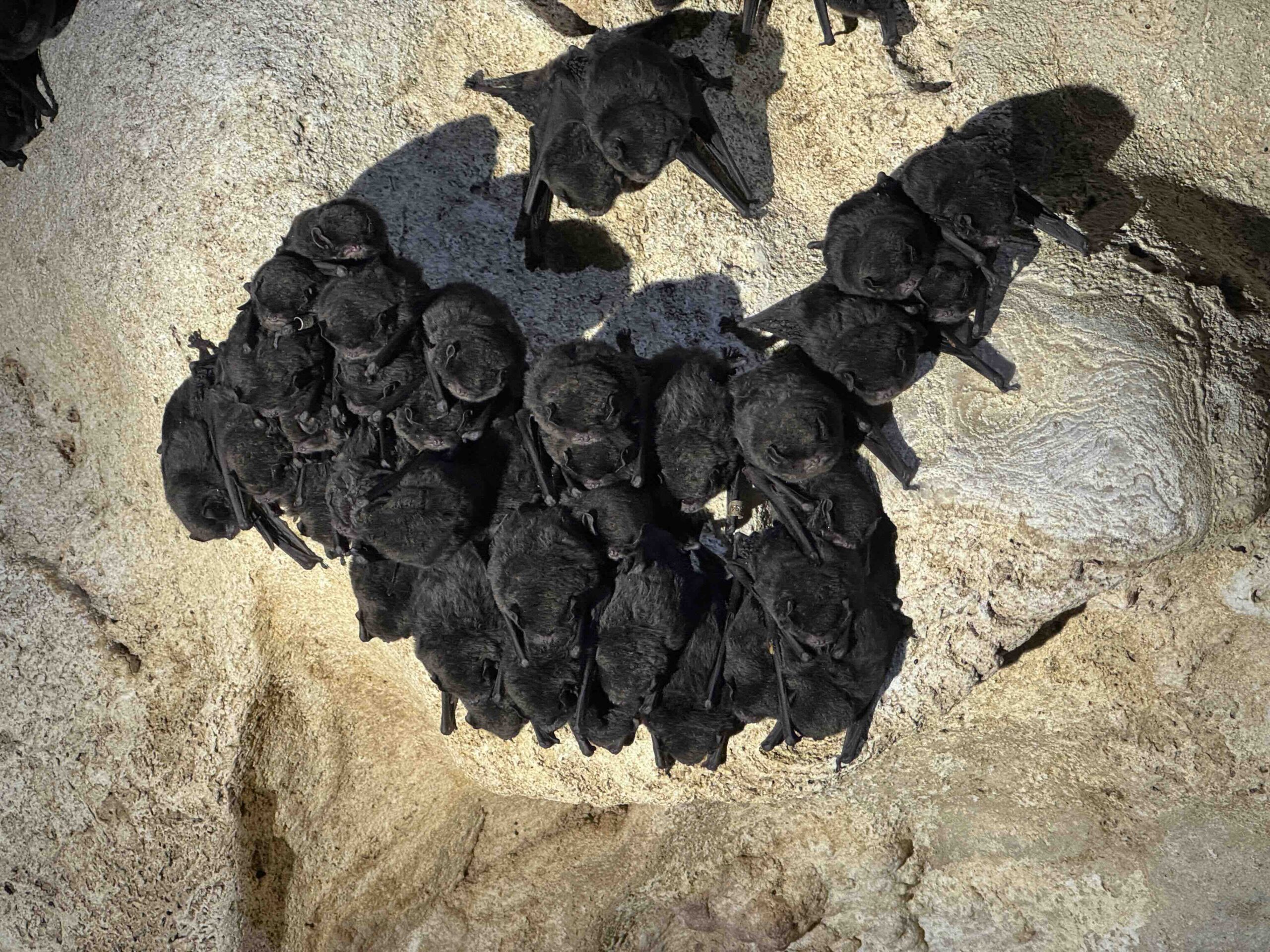 光らないユビナガコウモリ