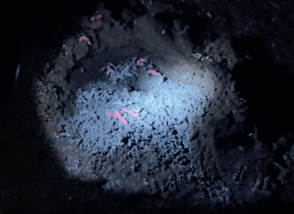 蛍光するコウモリグアノ