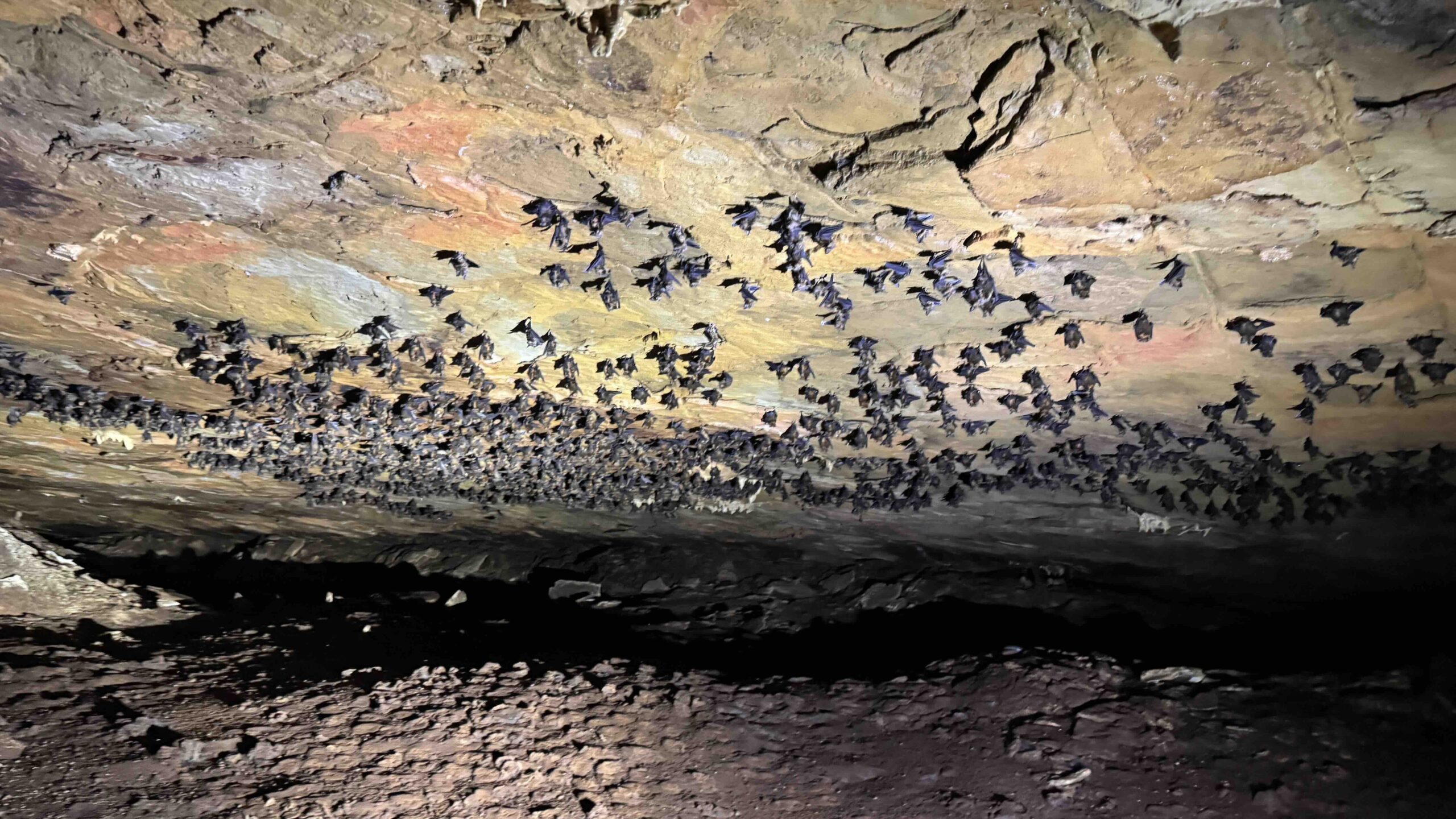 カグラコウモリBatEndCave