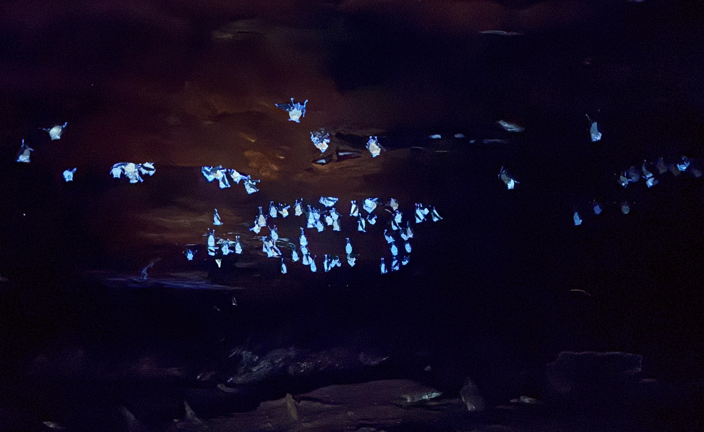 これが光るコウモリだ！