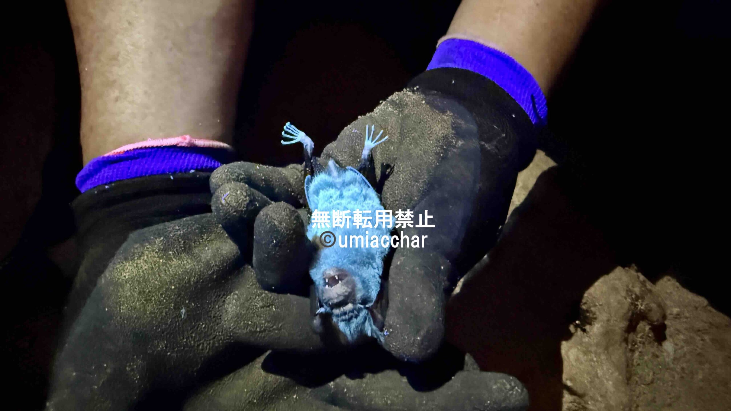 光るカグラコウモリ